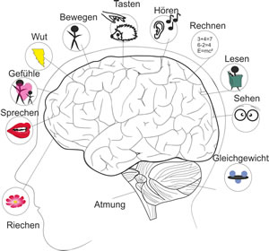 Gehirn mit Aufgabenverteilung